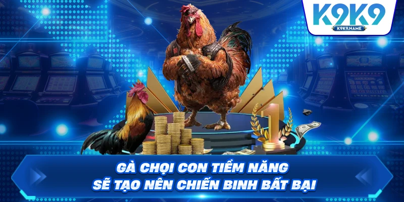 Gà chọi con tiềm năng sẽ tạo nên chiến binh bất bại