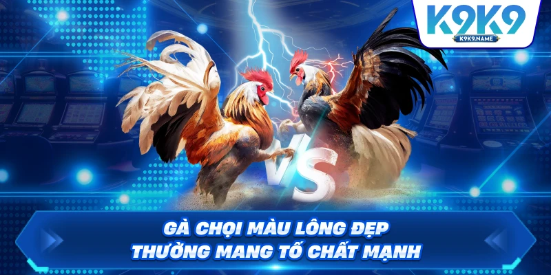 Gà chọi màu lông đẹp thường mang tố chất mạnh
