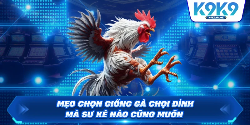 Mẹo chọn giống gà chọi đỉnh mà sư kê nào cũng muốn