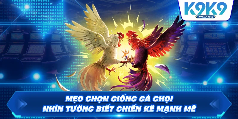 Mẹo Chọn Giống Gà Chọi – Nhìn Tướng Biết Chiến Kê Mạnh Mẽ